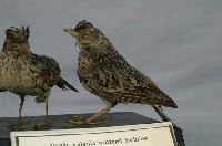 Oriental Skylark Collection Image, Figure 6, Total 11 Figures